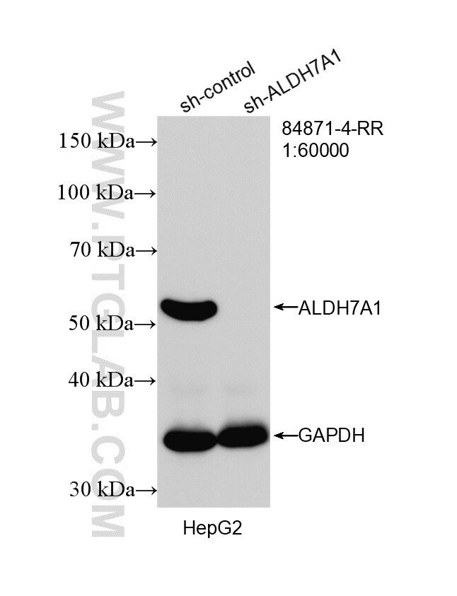 Western Blot (WB) analysis of HepG2 cells using ALDH7A1 Recombinant monoclonal antibody (84871-4-RR)
