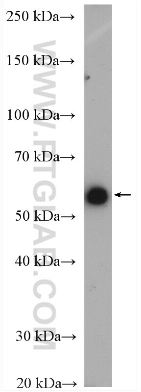 WB analysis of L02 using 21602-1-AP