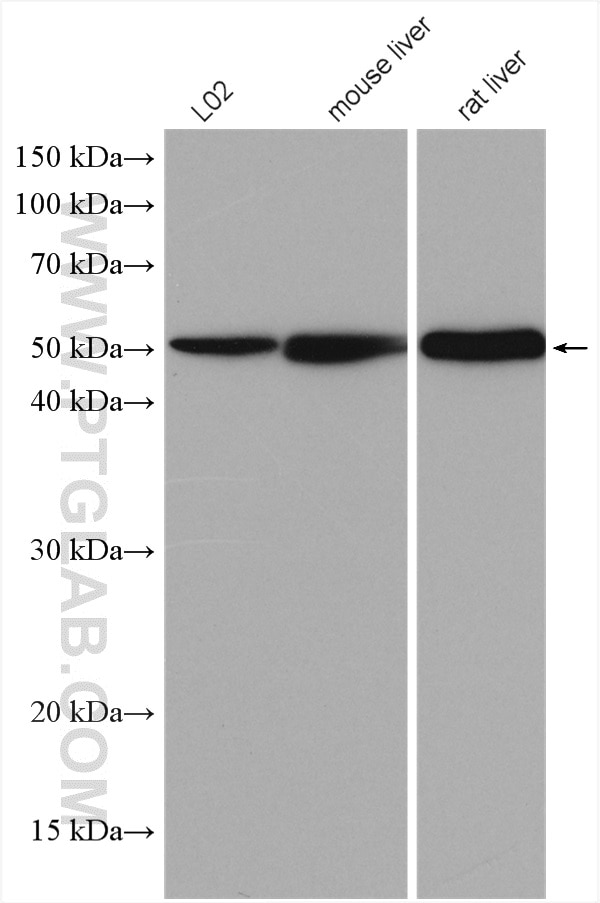 Western Blot (WB) analysis of various lysates using ALDH8A1 Polyclonal antibody (21602-1-AP)