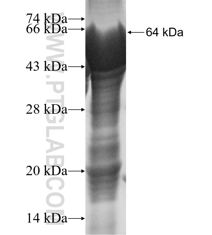 ALDH8A1 fusion protein Ag16214 SDS-PAGE