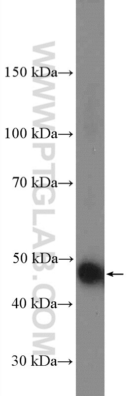 WB analysis of HEK-293 using 26621-1-AP
