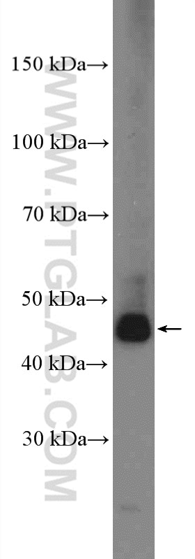 Western Blot (WB) analysis of NIH/3T3 cells using ALDH9A1 Polyclonal antibody (26621-1-AP)