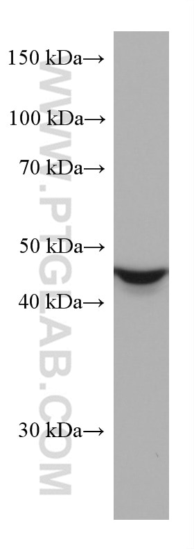 Western Blot (WB) analysis of HepG2 cells using ALDH9A1 Monoclonal antibody (67372-1-Ig)