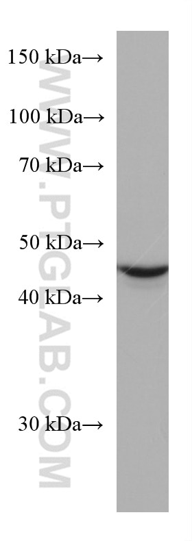 WB analysis of Jurkat using 67372-1-Ig