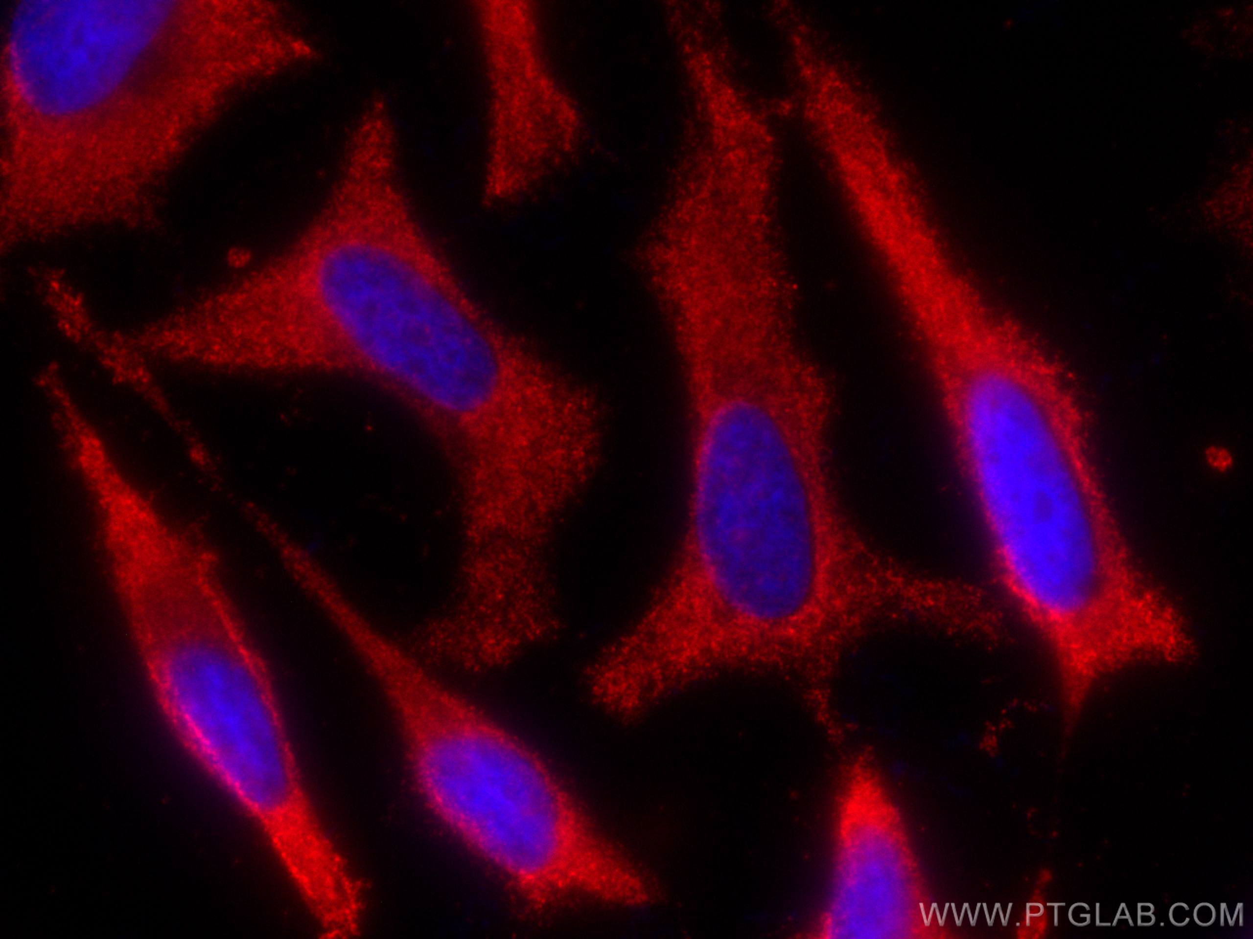 IF Staining of HeLa using CL594-67372