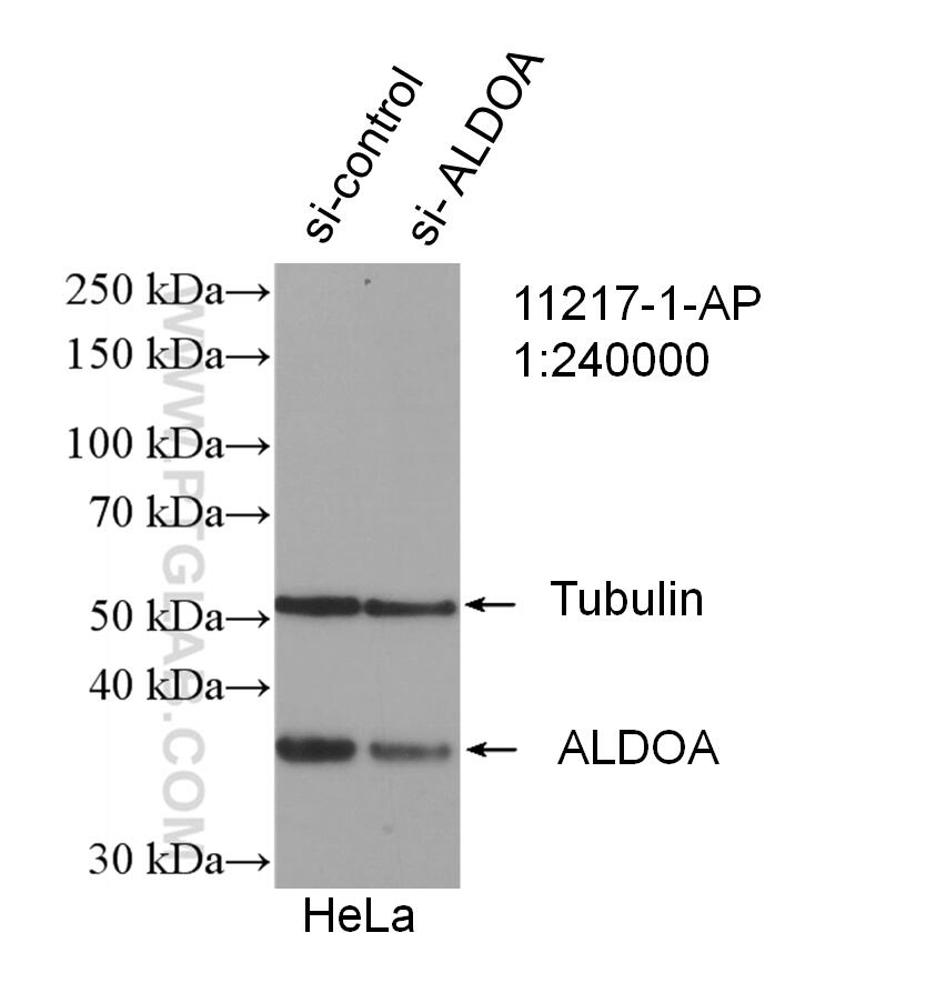 Western Blot (WB) analysis of HeLa cells using ALDOA Polyclonal antibody (11217-1-AP)