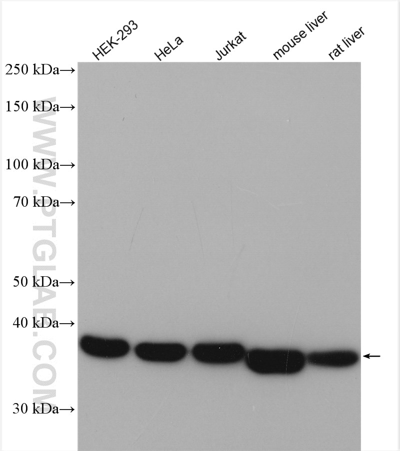 Western Blot (WB) analysis of various lysates using ALDOA Polyclonal antibody (11217-1-AP)