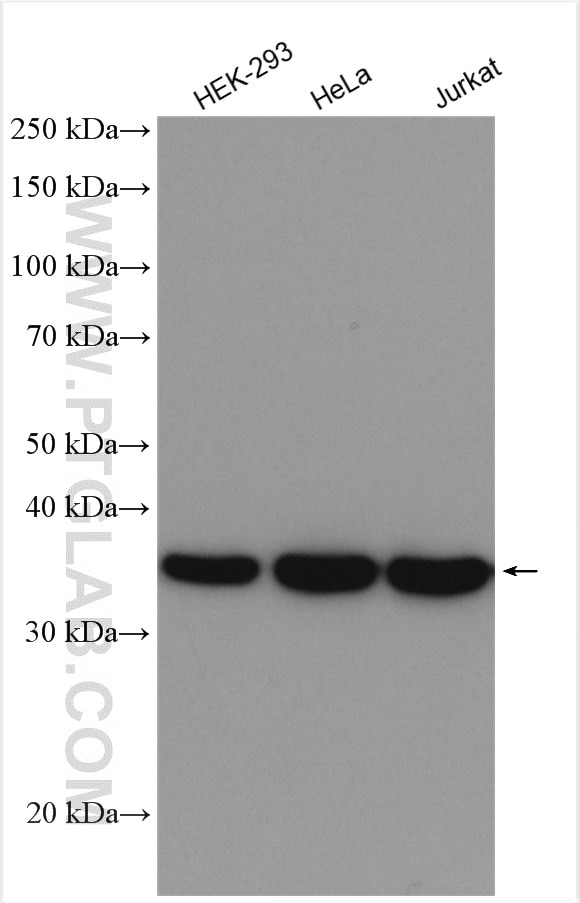 Western Blot (WB) analysis of various lysates using ALDOA Polyclonal antibody (11217-1-AP)