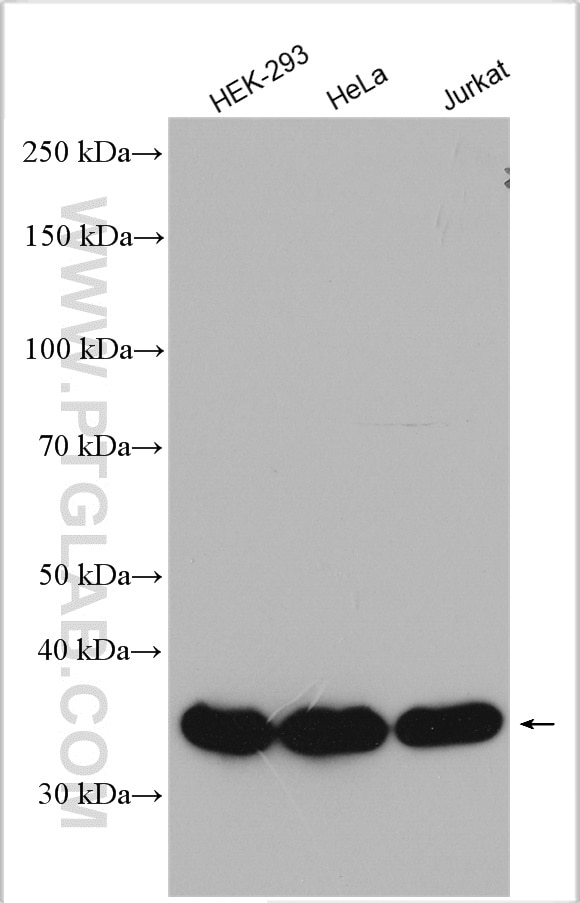 Western Blot (WB) analysis of various lysates using ALDOA Polyclonal antibody (11217-1-AP)