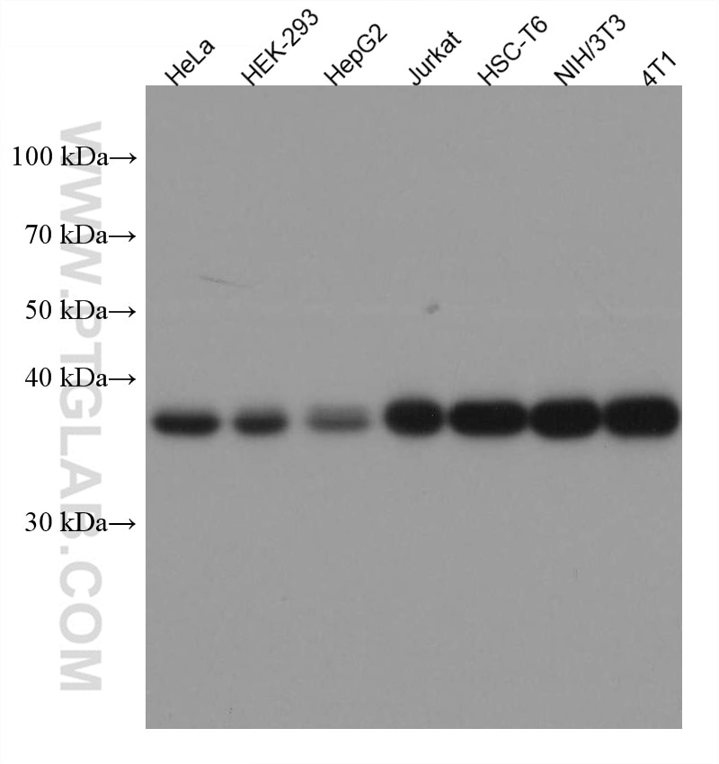 Western Blot (WB) analysis of various lysates using ALDOA Monoclonal antibody (67453-1-Ig)
