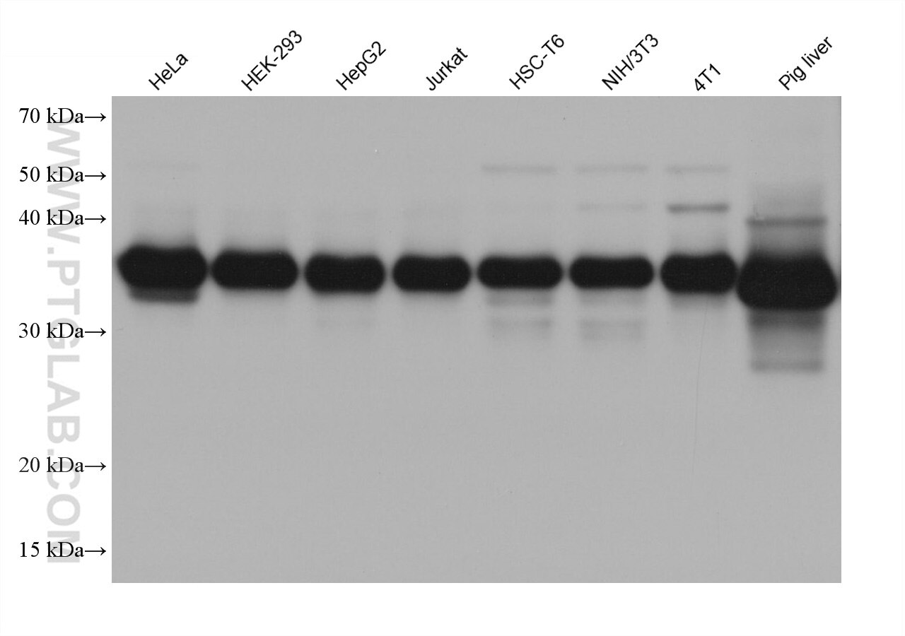 Western Blot (WB) analysis of various lysates using ALDOA Monoclonal antibody (67453-1-Ig)