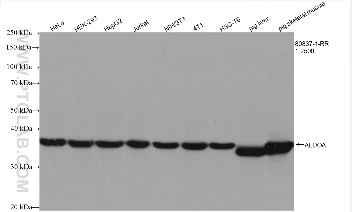 Western Blot (WB) analysis of various lysates using ALDOA Recombinant antibody (80837-1-RR)