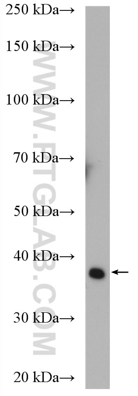 Western Blot (WB) analysis of Raji cells using ALDOB Polyclonal antibody (18065-1-AP)
