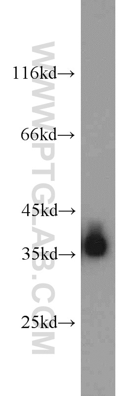 Western Blot (WB) analysis of mouse liver tissue using ALDOB Polyclonal antibody (18065-1-AP)