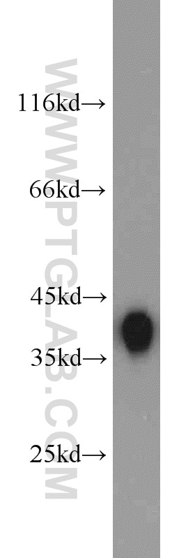 Western Blot (WB) analysis of mouse kidney tissue using ALDOB Polyclonal antibody (18065-1-AP)