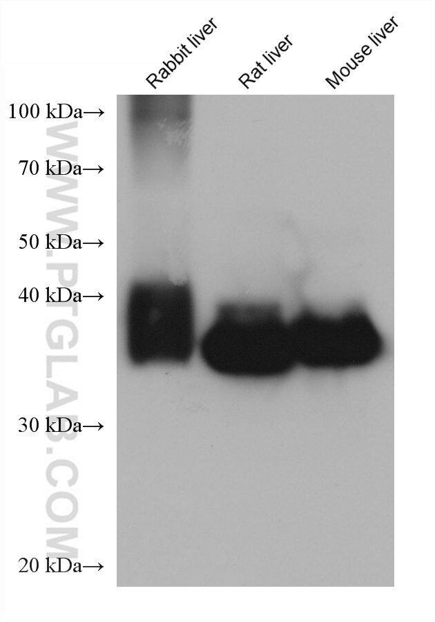 Western Blot (WB) analysis of various lysates using ALDOB Monoclonal antibody (68396-1-Ig)