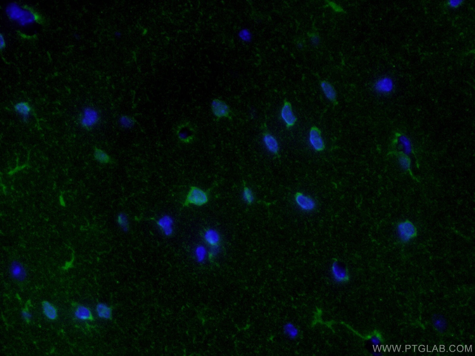 Immunofluorescence (IF) / fluorescent staining of mouse brain tissue using Aldolase C Polyclonal antibody (14884-1-AP)