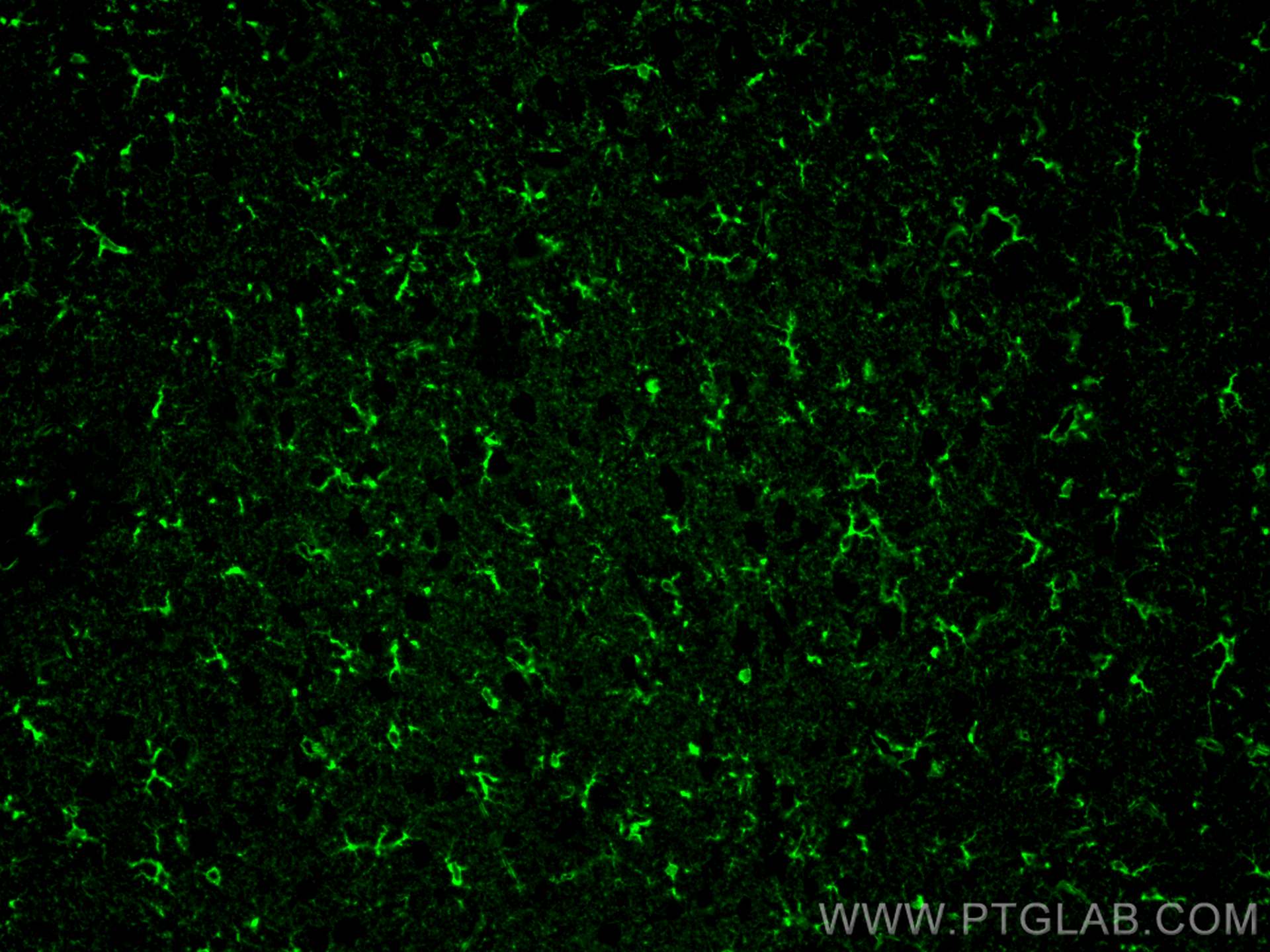 Immunofluorescence (IF) / fluorescent staining of mouse brain tissue using Aldolase C Polyclonal antibody (14884-1-AP)