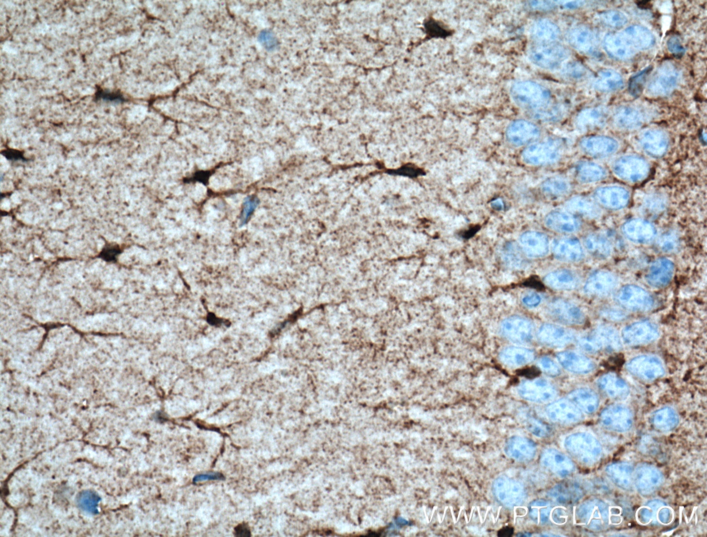 Immunohistochemistry (IHC) staining of mouse brain tissue using Aldolase C Polyclonal antibody (14884-1-AP)