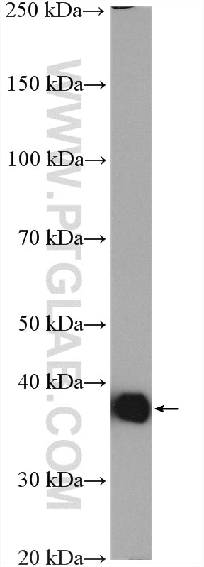 Western Blot (WB) analysis of mouse cerebellum tissue using Aldolase C Polyclonal antibody (14884-1-AP)