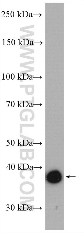 Western Blot (WB) analysis of mouse brain tissue using Aldolase C Polyclonal antibody (14884-1-AP)