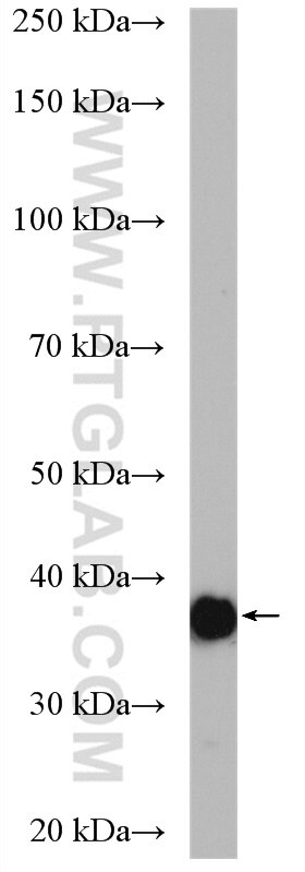 Western Blot (WB) analysis of mouse brain tissue using Aldolase C Polyclonal antibody (14884-1-AP)