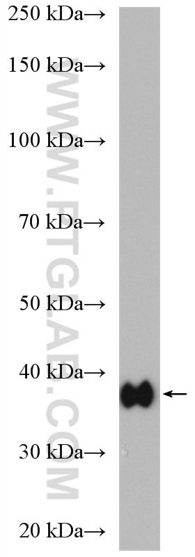 Western Blot (WB) analysis of mouse cerebellum tissue using Aldolase C Polyclonal antibody (14884-1-AP)