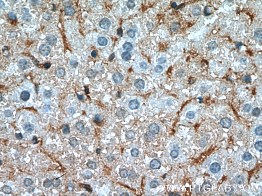 Immunohistochemistry (IHC) staining of mouse liver tissue using Aldolase C Monoclonal antibody (66120-1-Ig)