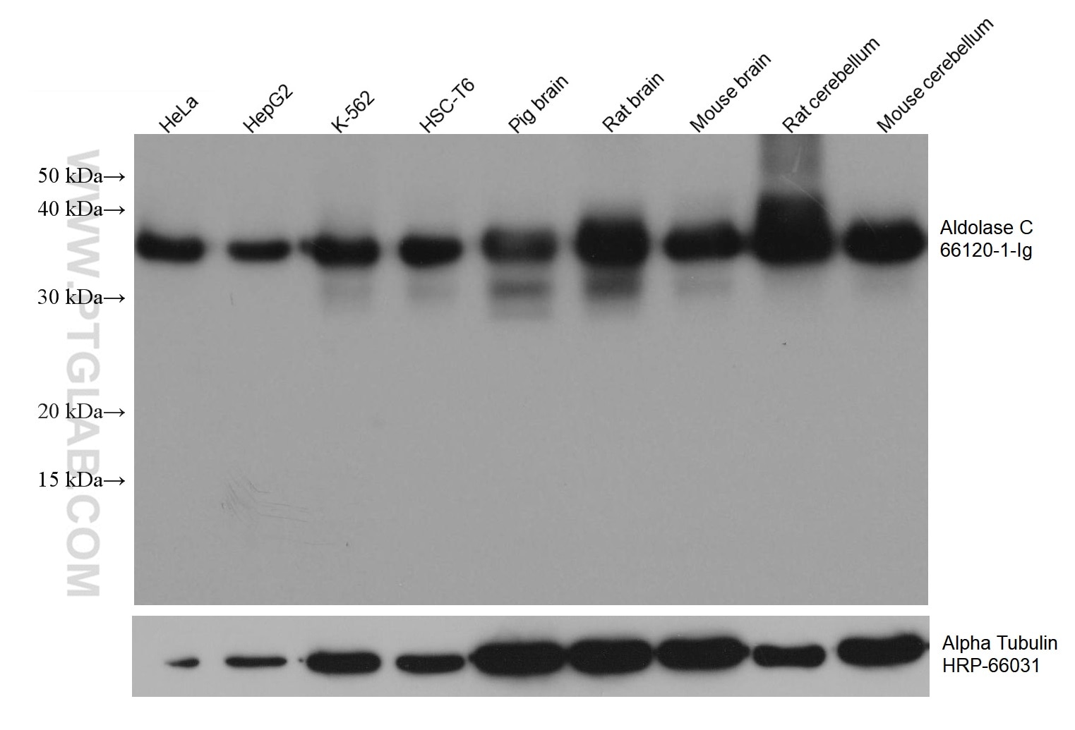 Western Blot (WB) analysis of various lysates using Aldolase C Monoclonal antibody (66120-1-Ig)