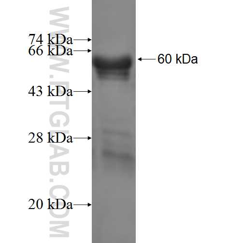 ALG1 fusion protein Ag3540 SDS-PAGE