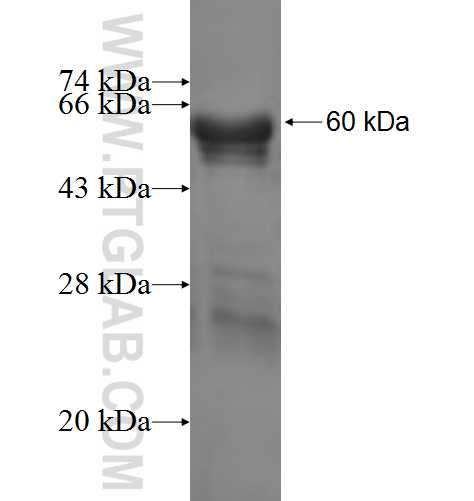 ALG1 fusion protein Ag3540 SDS-PAGE
