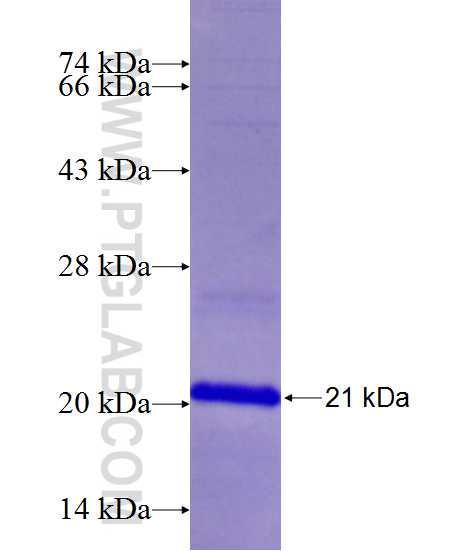 ALG11 fusion protein Ag24457 SDS-PAGE