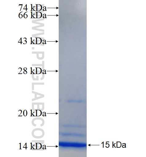 ALG12 fusion protein Ag26202 SDS-PAGE
