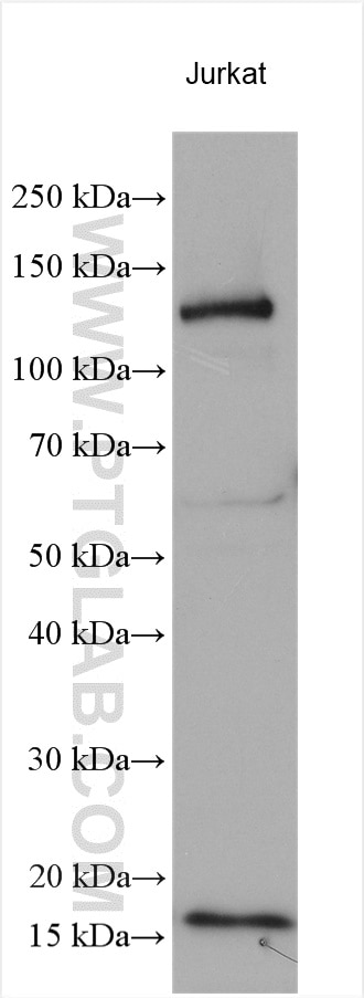 Western Blot (WB) analysis of various lysates using ALG13 Polyclonal antibody (28738-1-AP)