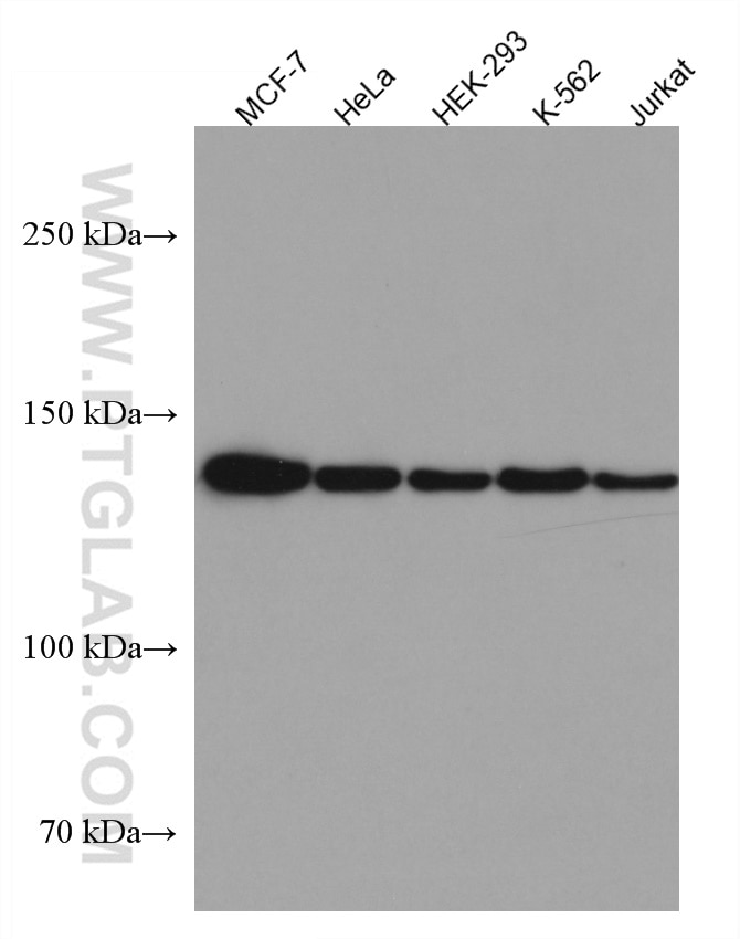 Western Blot (WB) analysis of various lysates using ALG13 Monoclonal antibody (67283-1-Ig)