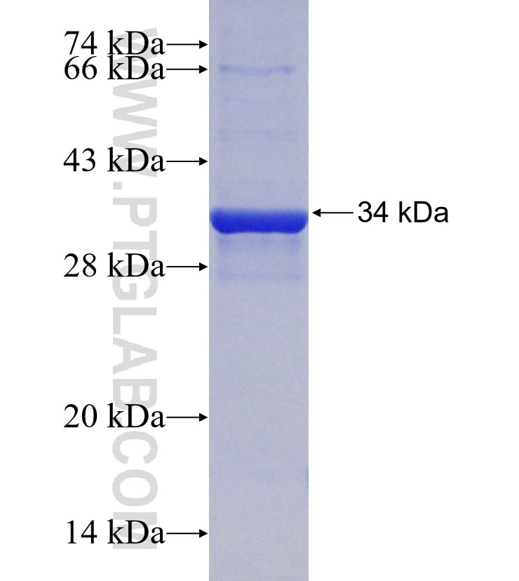 ALG13 fusion protein Ag30299 SDS-PAGE