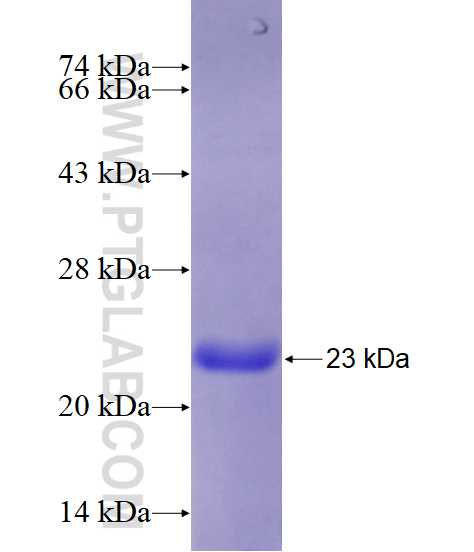 ALG13 fusion protein Ag14955 SDS-PAGE
