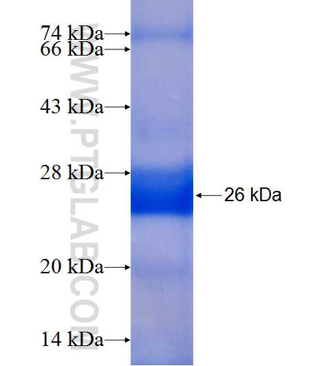 ALG14 fusion protein Ag9161 SDS-PAGE