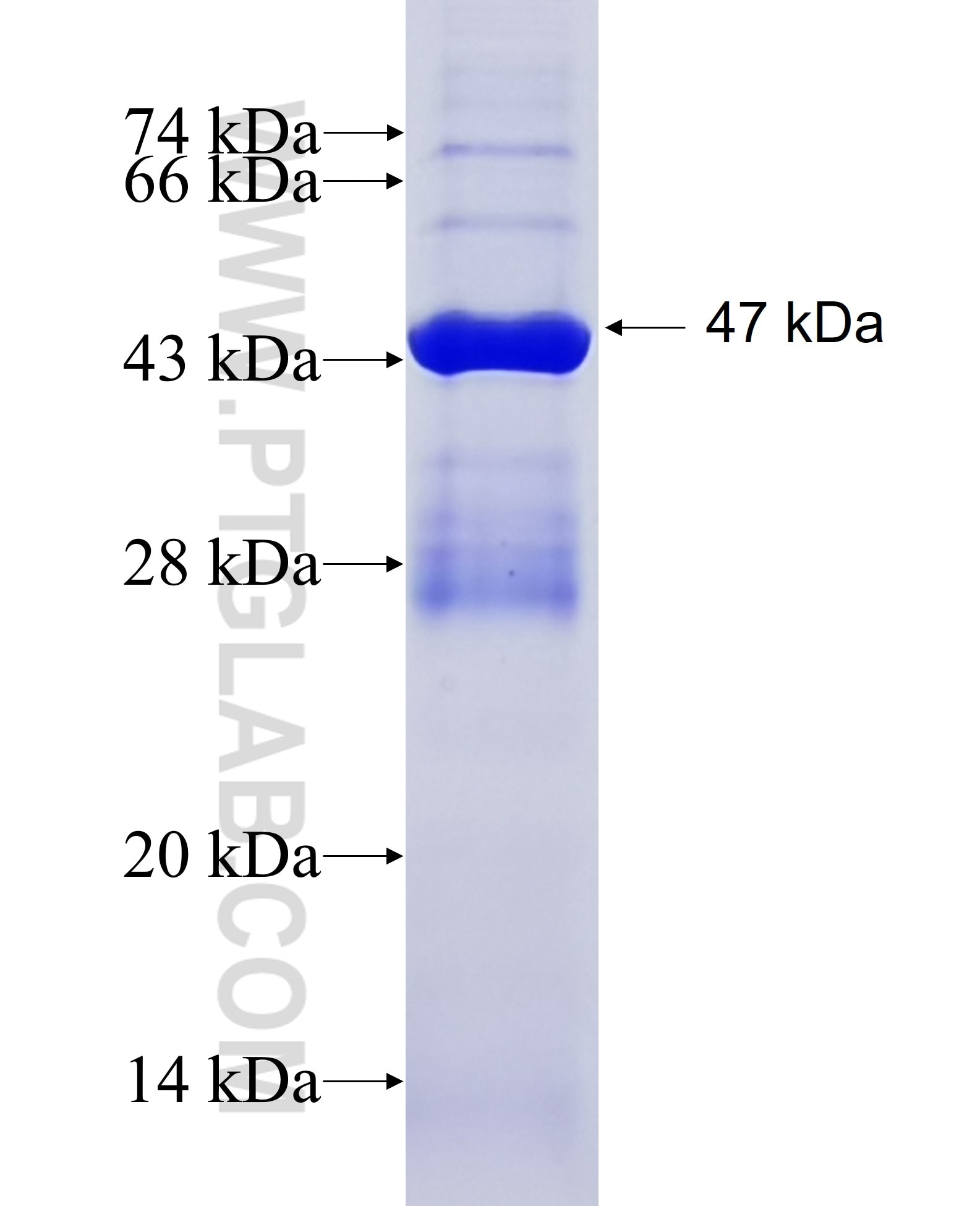 ALG14 fusion protein Ag9178 SDS-PAGE