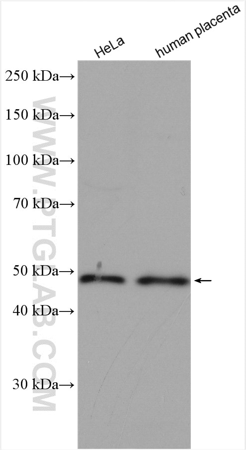 Western Blot (WB) analysis of various lysates using ALG2 Polyclonal antibody (15092-1-AP)
