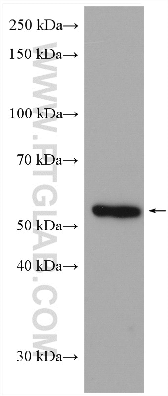 Western Blot (WB) analysis of HepG2 cells using ALG3 Polyclonal antibody (20290-1-AP)