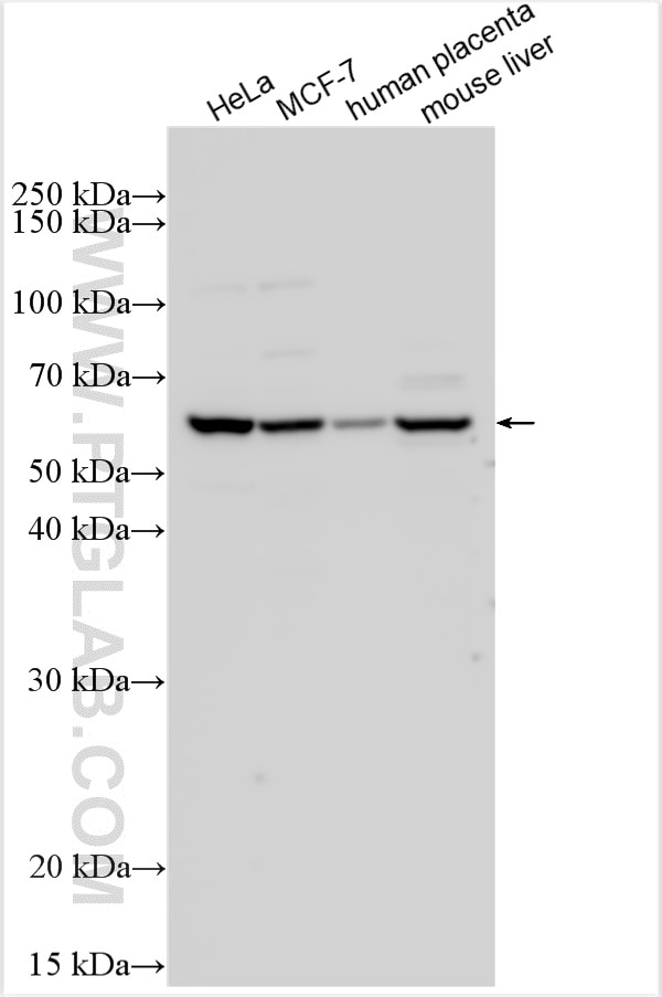 Western Blot (WB) analysis of HeLa cells using ALG3 Polyclonal antibody (28084-1-AP)