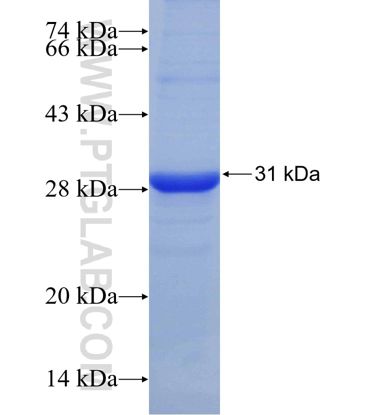 ALG3 fusion protein Ag14059 SDS-PAGE