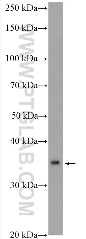 Western Blot (WB) analysis of mouse liver tissue using ALG5 Polyclonal antibody (16046-1-AP)