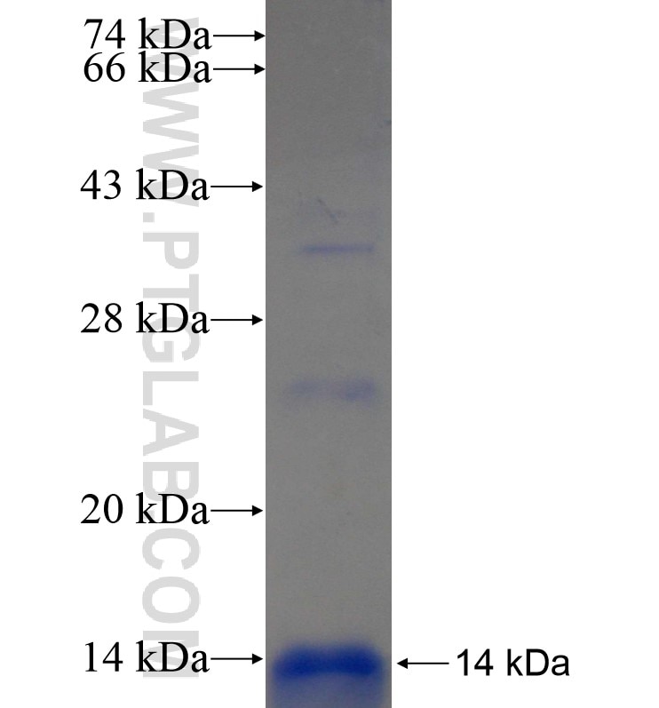 ALG6 fusion protein Ag16942 SDS-PAGE