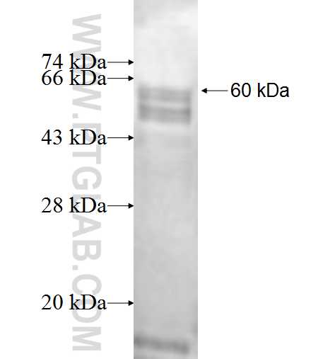 ALG9 fusion protein Ag1291 SDS-PAGE
