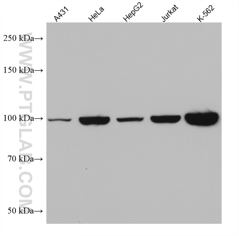 Western Blot (WB) analysis of various lysates using Alix Monoclonal antibody (67715-1-Ig)