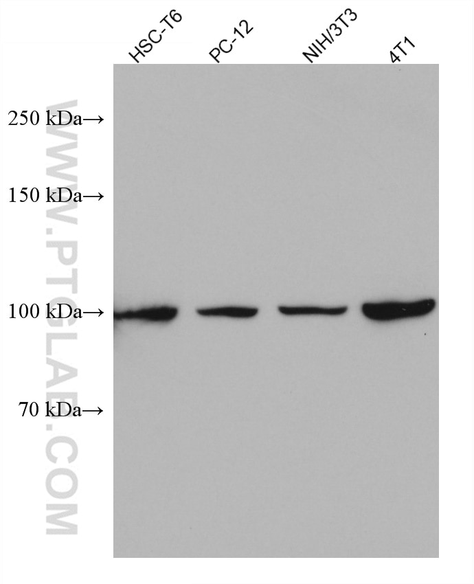 Western Blot (WB) analysis of various lysates using Alix Monoclonal antibody (67715-1-Ig)