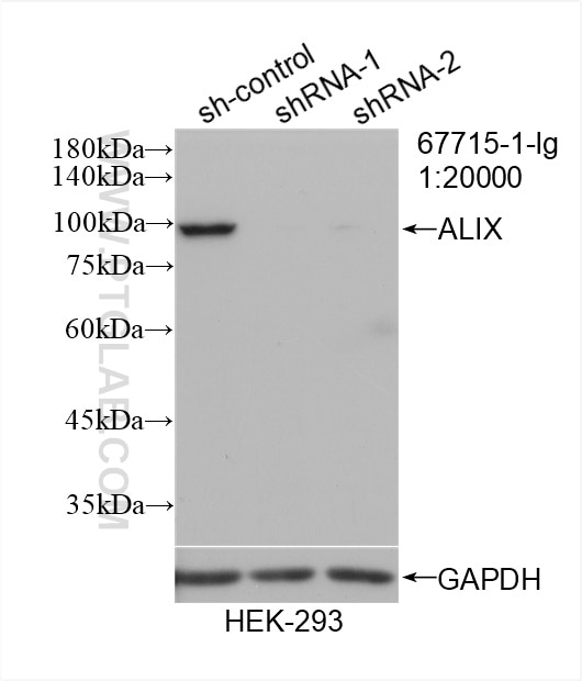 Western Blot (WB) analysis of HEK-293 cells using Alix Monoclonal antibody (67715-1-Ig)