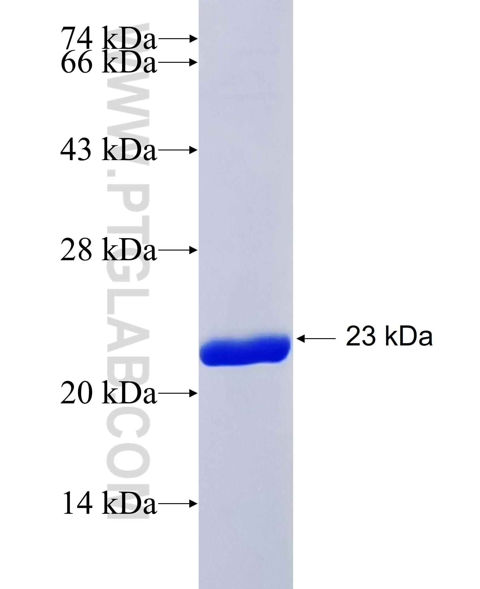 ALIX; AIP1 fusion protein Ag30437 SDS-PAGE